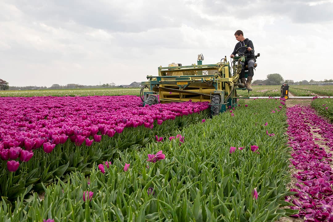 Groenteteler Doff heeft bijna alle spruiten nu in de grond zitten, hij is nu bezig met de laatste percelen. Met deze machine kan hij 7 rijen tegelijk planten - Foto: Koos van der Spek.