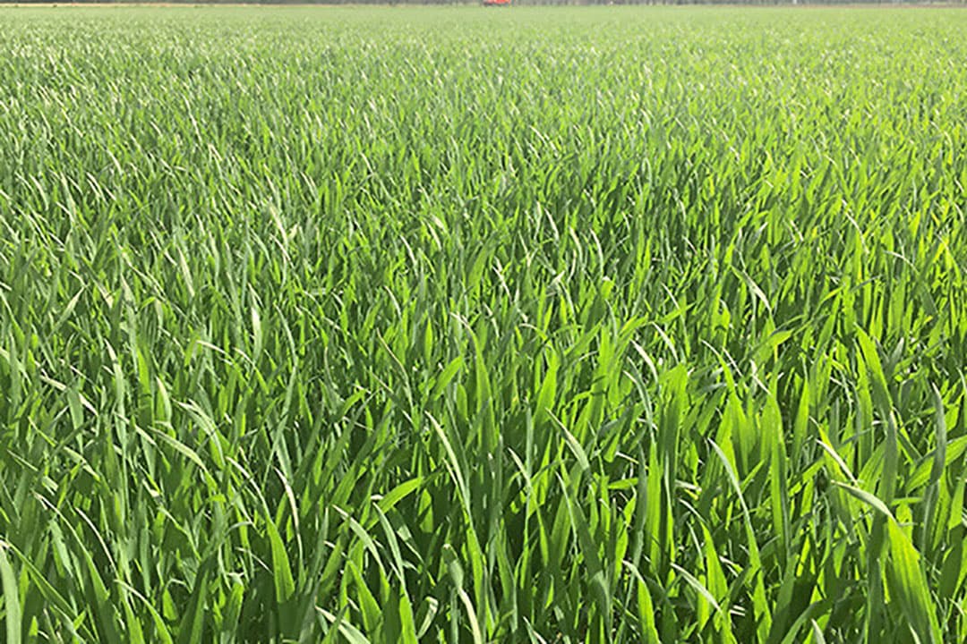 Foto: Bayer CropScience