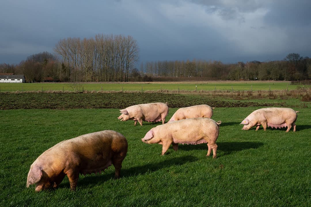 Foto: Twan Wiermans