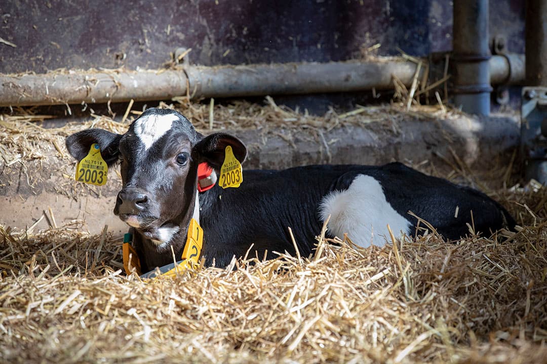 Foto: Anne van der Woude