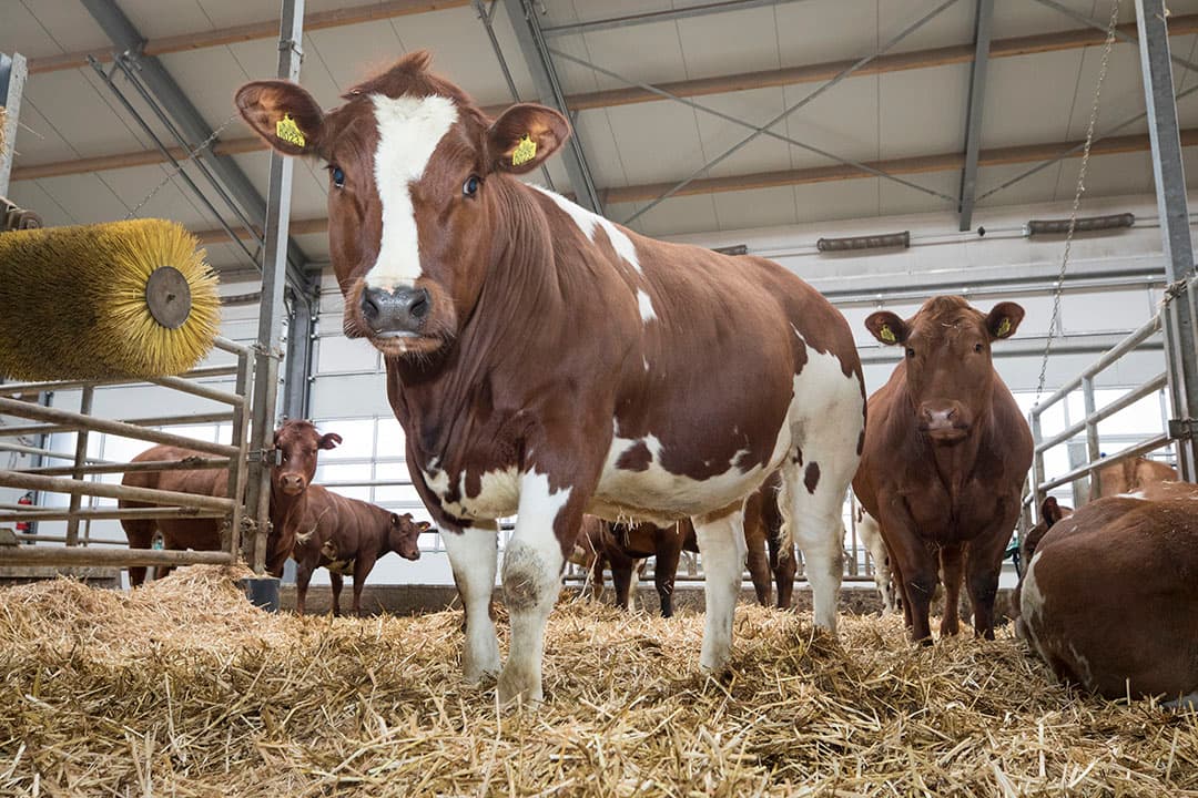 Foto: Koos Groenewold