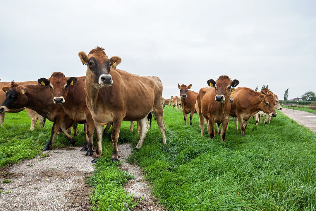 Foto: Herbert Wiggerman