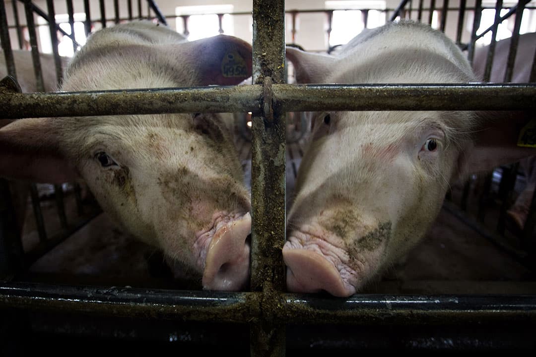 2009-04-06 10:22:00 TO GO WITH AFP STORY BY MARY SIBIERSKI Piglets are seen at a farm of Polish farmer Dorota Olejniczak, on April 6, 2009 in Dabkowice, central Poland. Dorota Olejniczak is a new breed of Polish farmer, thriving five years after Poland joined the European Union. At 26, she has degrees in agronomy, animal husbandry, is completing an MBA and taking full advantage of the boost direct EU subsidies have given to her family's sizable pig breeding farm. AFP PHOTO WOJTEK RADWANSKI WOJTEK RADWANSKI / AFP