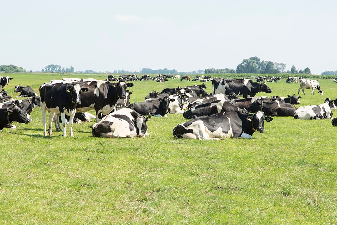 Foto: Foto: Koos Groenewold