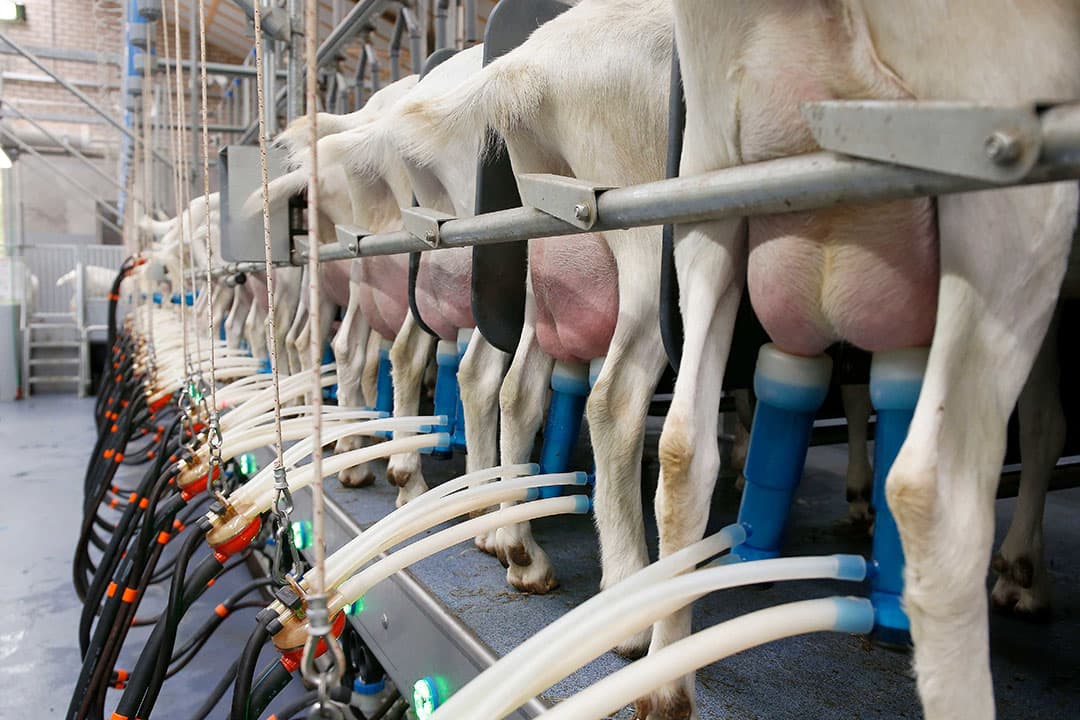 Foto: Hans Prinsen