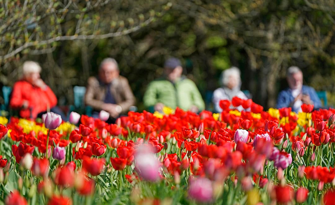Arjan Hofstee zaait 4 hectare veldbonen. Hij boert biologisch en wil graag straks nog een keer met de onkruideg over het perceel. Daarom zaait hij deze bonen op 6 cm diepte. - Foto: Koos van der Spek