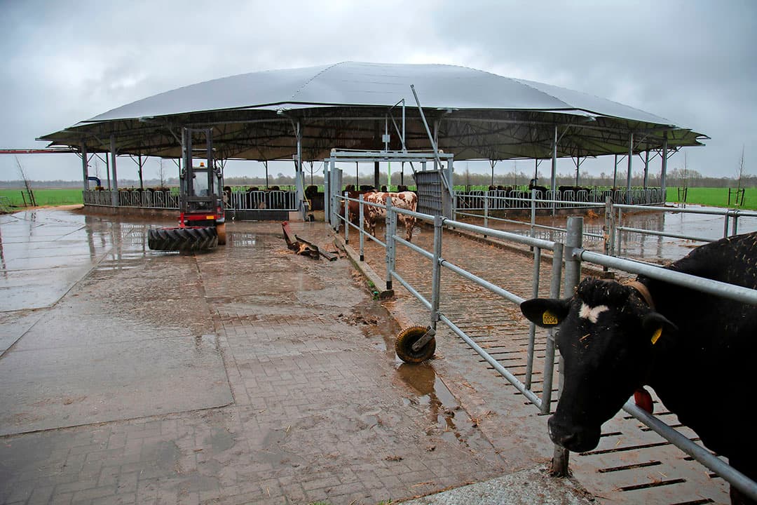 Luring had de stal graag vol willen hebben met 110 tot 120 koeien. Dat zijn er door het fosfaatgedoe nu 90. Ze hebben 18 m² ruimte per dier. Toch gaat de veehouder geen fosfaatrechten kopen. Dat idee staat hem tegen, bovendien verwacht hij dat grondgebondenheid er straks gaat komen.