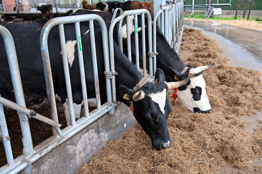 De potstal bevindt zich in het midden van de roundhouse. Met rondom over de hele lengte een mestgang van 3 meter breed. Die wordt nergens onderbroken, omdat er in de vrijloop geen melkstal is. Onder de roosters kan Luring in totaal 700 kuub mest opslaan.