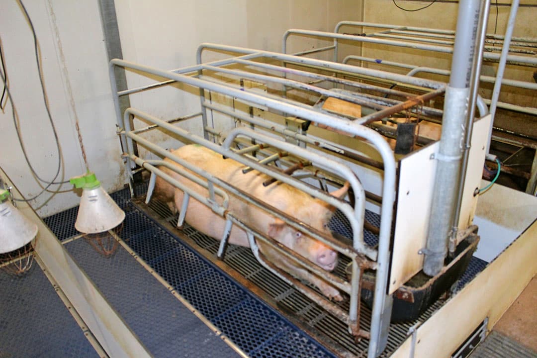 Enkele voersilo s op het bedrijf. Beide stallen zijn voorzien van een biologische luchtwasser en de NB-vergunning voor het huidige aantal dieren is ruim. Mestafzet zal op dit bedrijf een prijskaartje hebben. Jaarlijks gaat het om 8.000 kuub. - Foto: Theo Brummelaar