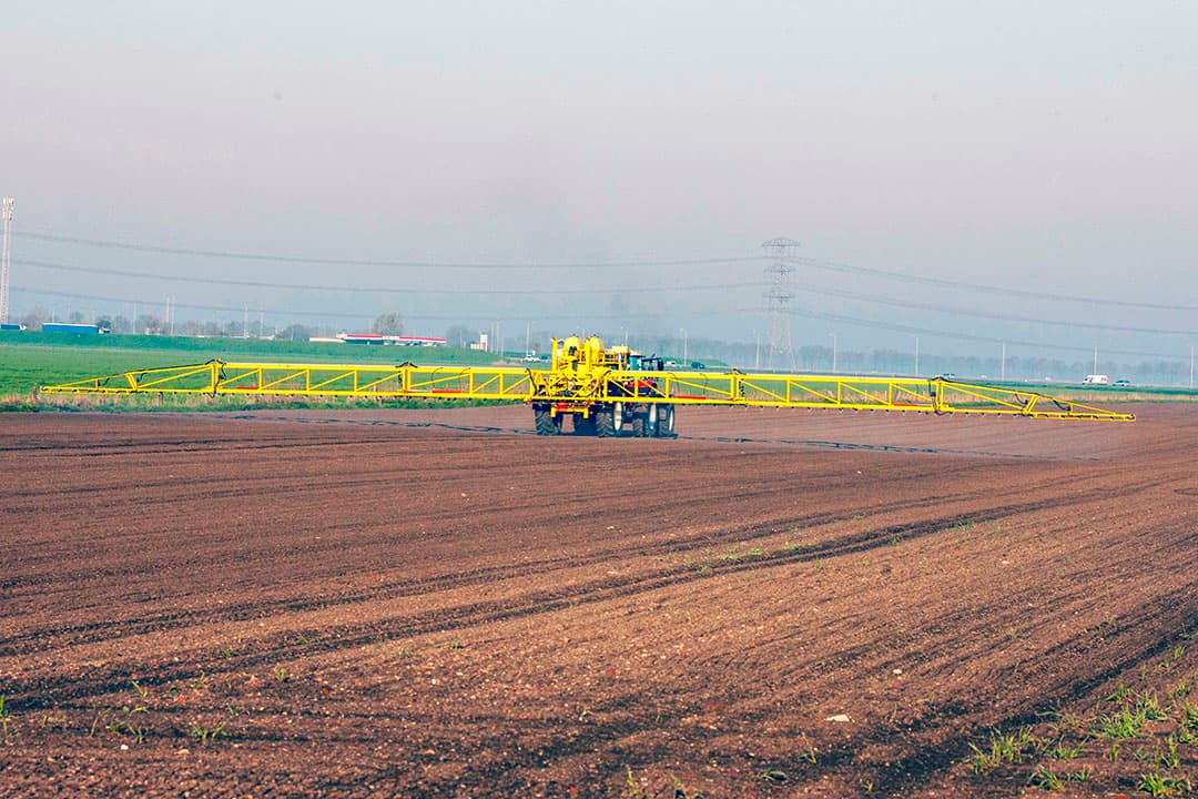 De herten hebben een mooie rustplek gevonden tussen de ruggen in een veld in Algermissen, in Nedersaksen (Duitsland) - Foto: DPA