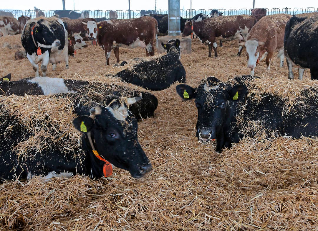 De drijfmest onder de roosters wordt belucht met het Aeromix-systeem. Elke 2 meter is er een opening waar lucht in geblazen wordt. Dit verbetert de mestkwaliteit. Na het beluchten, ontsnapt er minder schadelijke ammoniak en methaan.