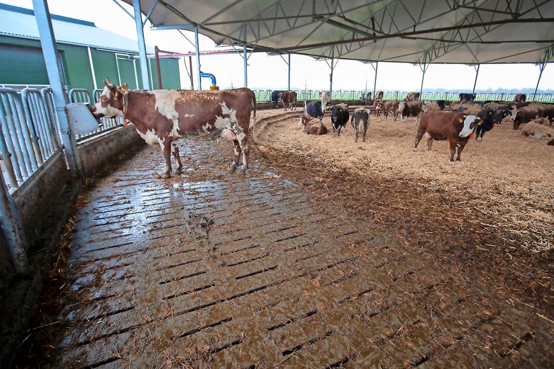 Harry Luring (58) heeft samen met Chonda (56) en dochter Marijke (29) in maatschap een gemengd bedrijf in Onstwedde (Gr.). De melkveetak is biologisch en telt 90 melkkoeien, 50 stuks jongvee en 90 hectare land. De akkerbouwtak is in omschakeling naar bio. Hier gaat het om 50 hectare. - Foto's: Hans Banus