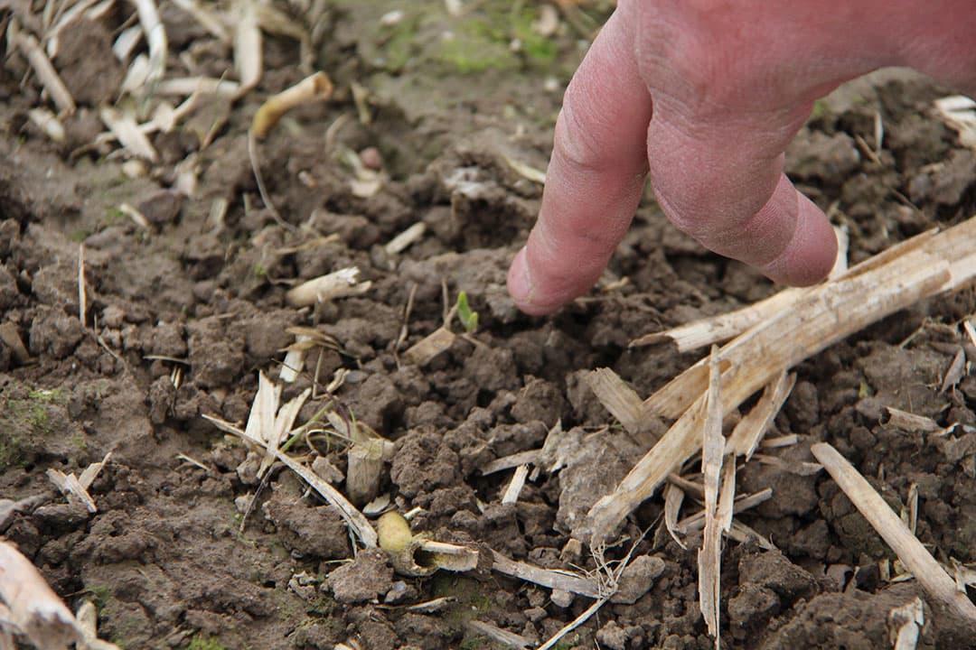 Op een 4,6 hectare groot perceel in Jabeek, van akkerbouwer Sjaak Grooten uit Heerlen, zaait loonwerker Vaessen uit Landgraaf de bieten in onbewerkte grond. In eerste instantie wilde Grooten als proef circa 1 hectare van het perceel op deze wijze inzaaien. Toen dat heel goed verliep besloten Sjaak en zoon Jeffrey om het erop te wagen en de gehele 4,6 hectare zo in te zaaien.
