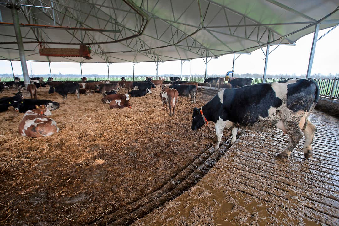 Binnen de kudde is zeker een rangorde. Om die reden koos Luring voor een grotere afstand tussen koeien aan het zelfsluitende voerhek. Die afstand is 1 meter, terwijl dit normaal gesproken 65 centimeter is. Anders is er te veel risico dat koeien elkaar raken of wegjagen. Die keuze pakt in de praktijk goed uit.