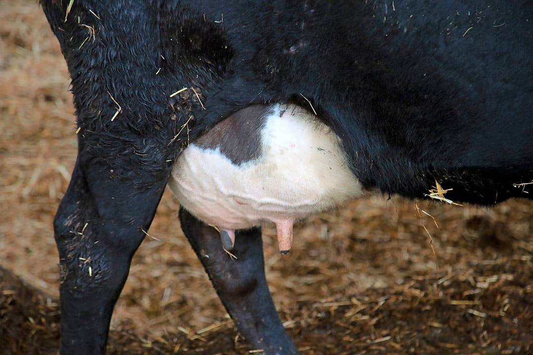 Luring heeft jaarlijks 200 ton stro nodig. Als het kan, heeft hij het liefst bio-stro. Op gangbaar stro zitten fungiciden die niet gunstig zijn voor bodemschimmels. Luring betaalt grofweg ¬  100 per ton en koopt rechtstreeks; transport en persen doet hij zelf. Zo houdt hij de kosten in de hand. Luring strooit 2 à 3 keer per dag in.