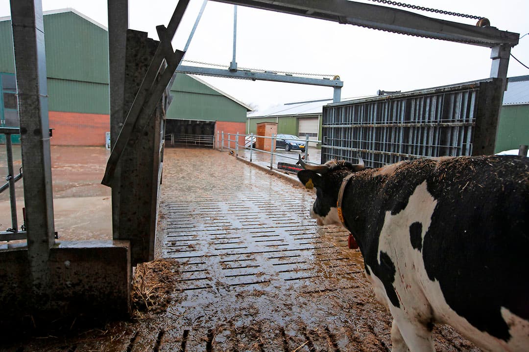 De mest gaat vervolgens het grasland op. Luring merkt dat de betere mestkwaliteit het bodemleven ten goede komt. Hij kan het niet met cijfers onderbouwen, maar hij ziet de percelen verbeteren. Luring verwacht dat hij straks door het betere bodemleven met de helft van de bemesting uitkan.