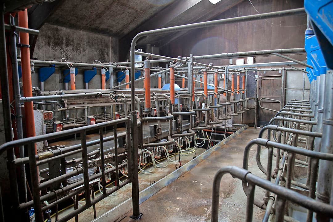 De gehoornde koeien hebben alle ruimte in de vrijloop en kunnen niet in een hoek gedreven worden. Luring moet voor het melken   dat gebeurt in de oude stal   nog wel eens ranglage dieren ophalen, maar dat is geen groot probleem. Luring voert bovendien krachtvoer in de melkstal.