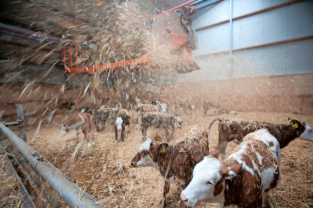 Een fraai overzicht in de roundhouse. Luring wilde graag een ronde stal met zo weinig mogelijk obstakels, hekwerk of (smalle) gangen. Ook omdat de koeien gehoornd zijn. De dieren die lager in rangorde staan, hebben nu minder belemmeringen om te vluchten.