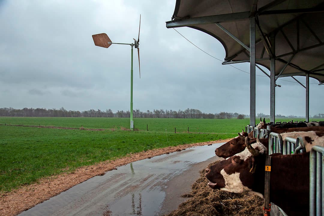 Hier zijn eerst de hokken in de jongveestal aan de beurt.