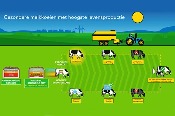 Hoe verbeter je de gezondheid van melkvee?