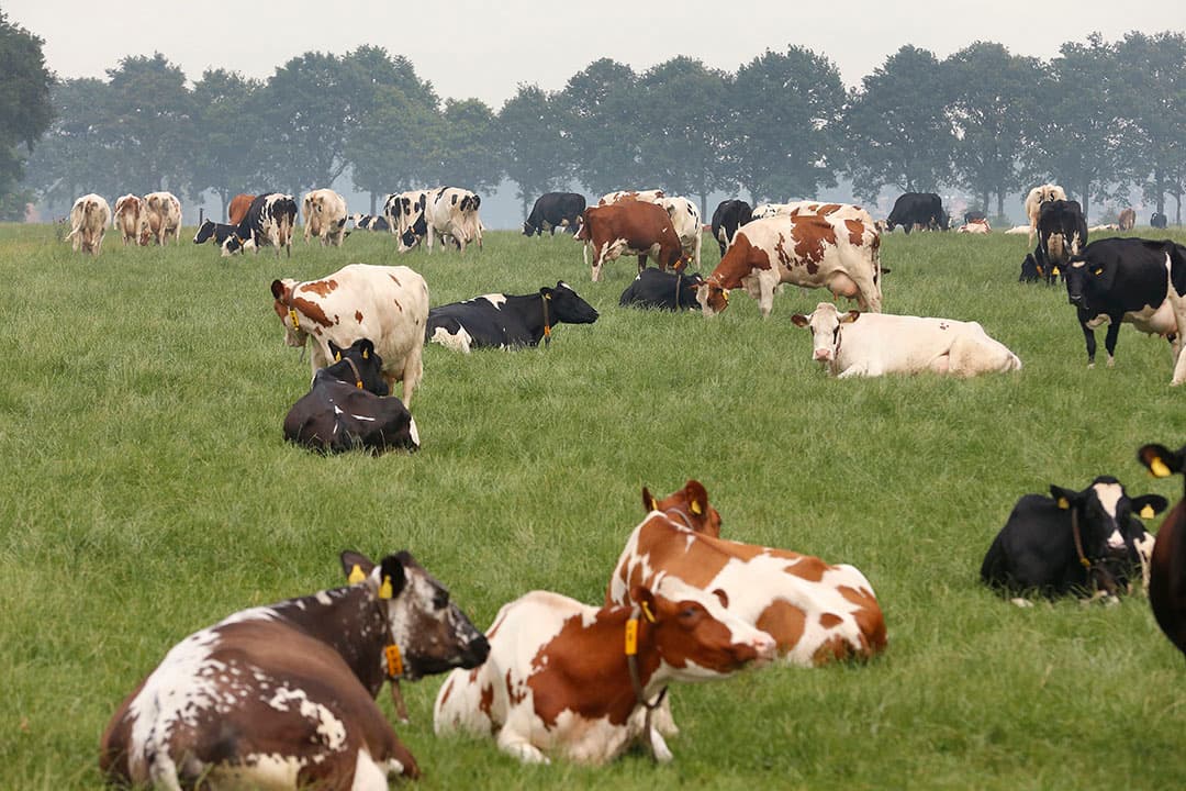 Foto: Hans Prinsen