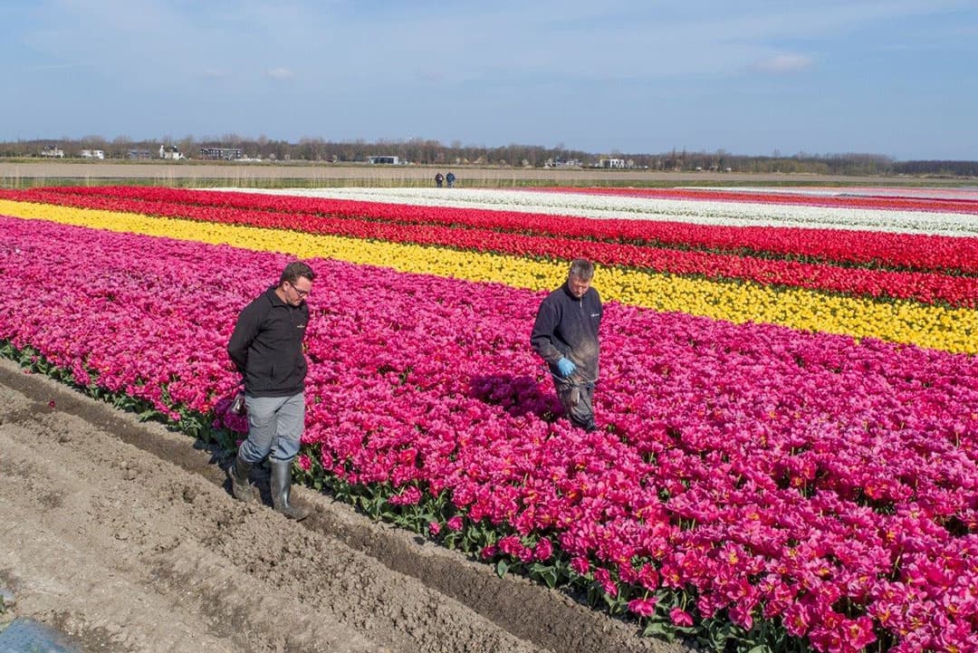 Er zijn ook percelen die, afhankelijk van het ras, eerst gekopt worden en pas daarna geselecteerd worden. Voor sommige soorten is de selectie beter mogelijk in het blad.
