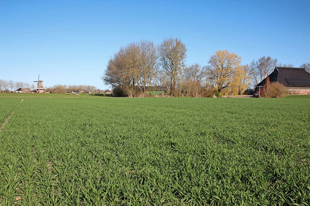 Mooie, gezonde tarwe op een perceel in Paesens, Friesland.