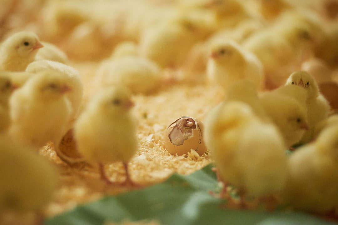 Reportage NestBorn bij pluimveehouder Robert van Zutven te Erp. Eieren liggen op een dikke laag stooisel en de kuikens komen daar ter plekke uit. t.b.v. Reed/Pluimveehouderij   Opdr.nr. 406310  Kostenplaats 06012 Fotograaf:Van Assendelft Fotografie
