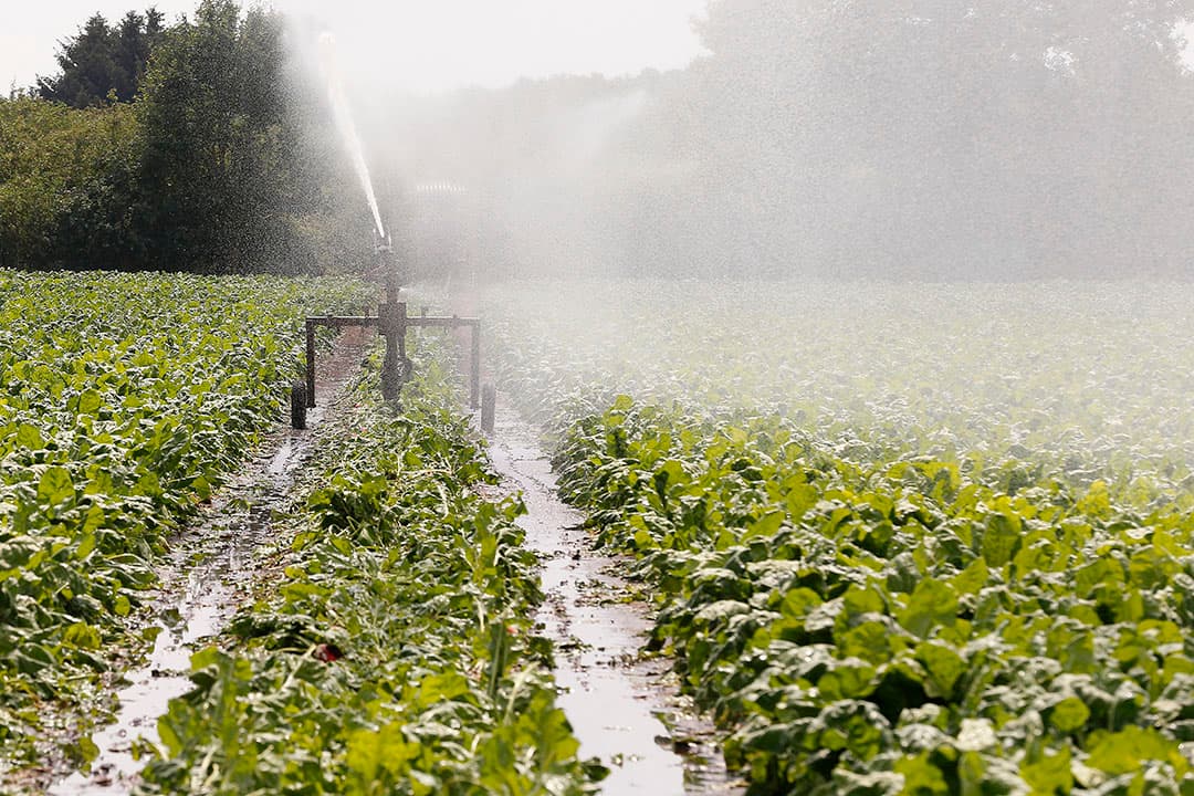 Aalten, droogte in bietenfotografie Hans Prinsen