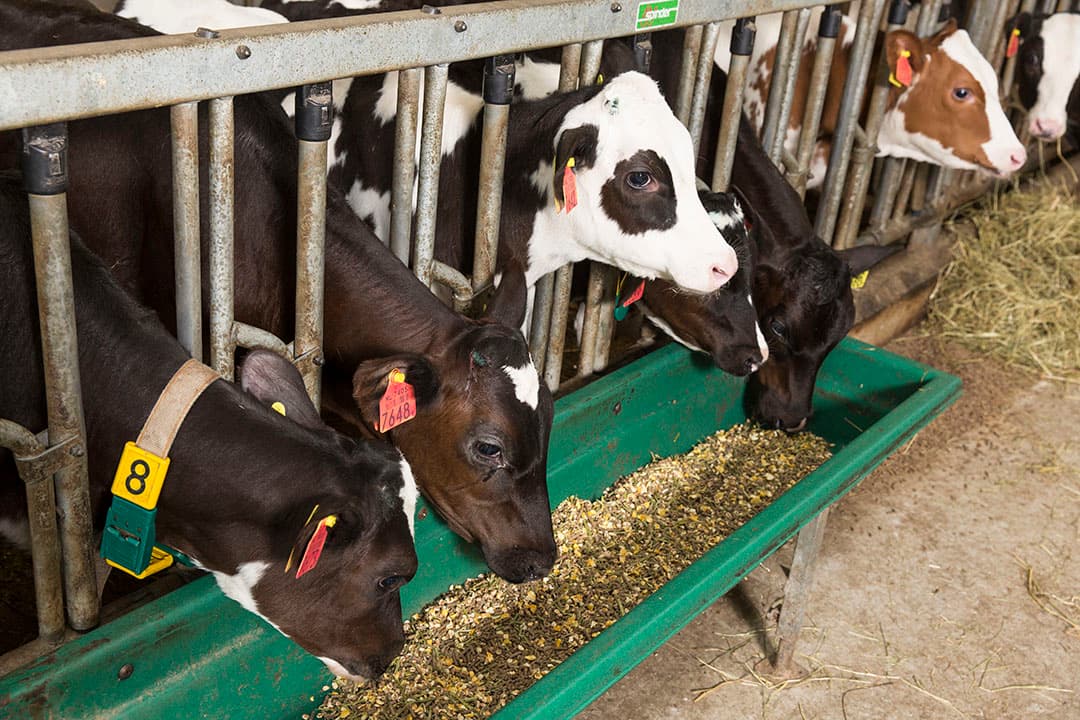 Foto: Koos Groenewold