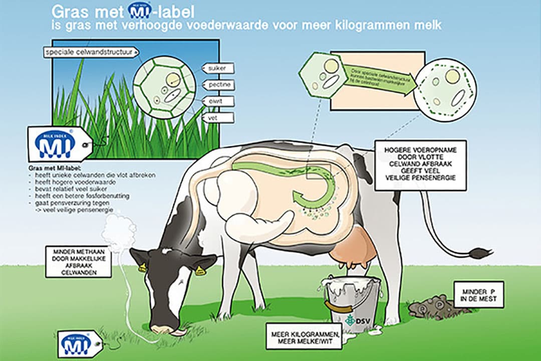 Hogere voederwaarde kunt u zelf beïnvloeden door actief graslandmanagement