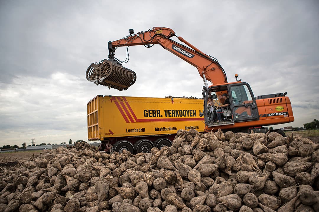 Suikeroogst. De prijs steeg in februari met ¬  2 per ton naar ¬  314.