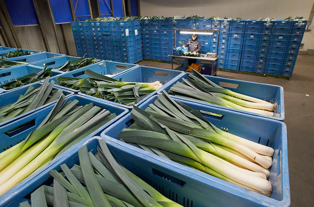Keuren van de groenten prei bij Veiling Zon te Venlo/Grubbenvorst.  Keurmeester Will Rongen.t.b.v. Reed/Groenten en Fruit     Opdr.nr. 407268   Kostenplaats 06006Fotograaf:Van Assendelft Fotografie