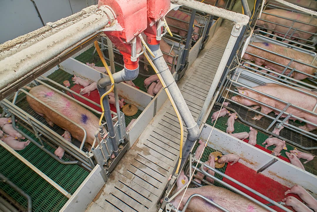 Een Computergestuurd Droogvoer Installatie (CDI)  is een van de mogelijke automatische individuele voersystemen in de kraamstal. - Foto: Van Assendelft Fotografie