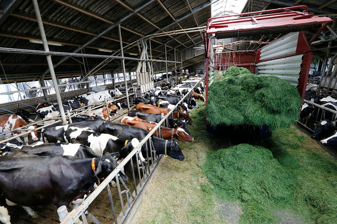 Voeren van vers gras leidt tot hoge efficiëntie, maar vraagt ook tijd en planning. - Foto: Henk Riswick