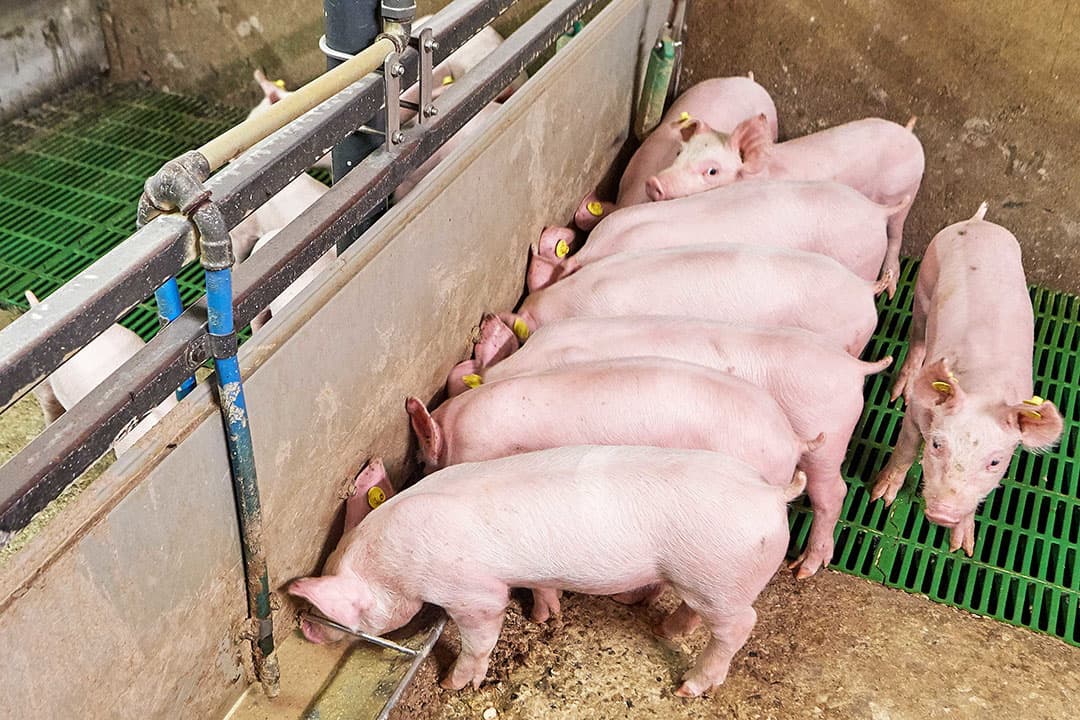 Foto: Van Assendelft Fotografie