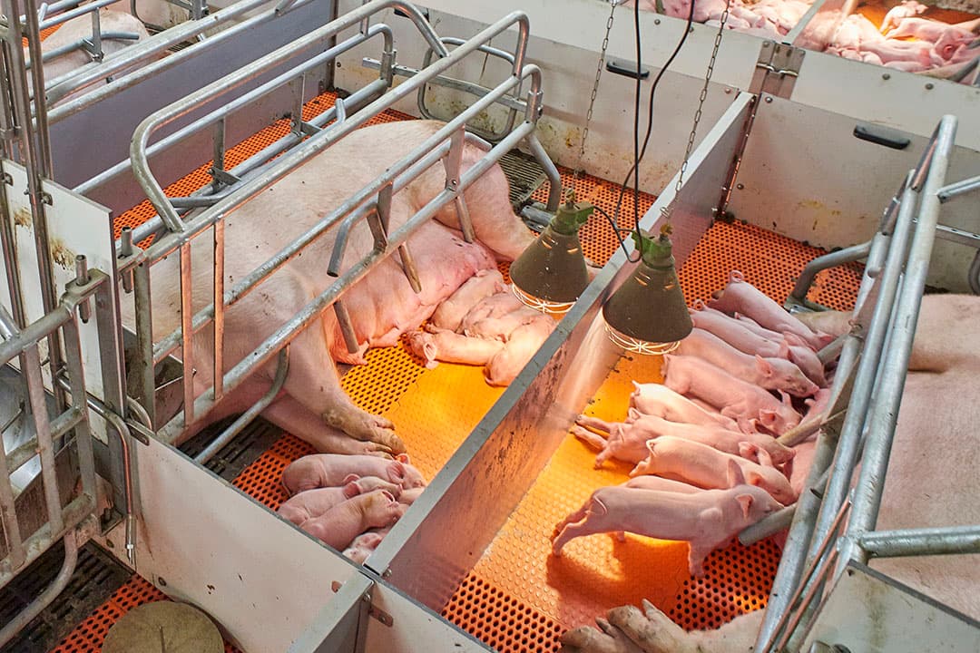 Foto: Van Assendelft Fotografie