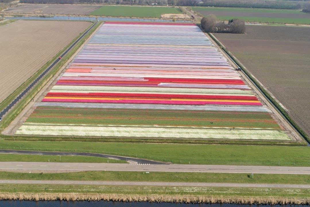 Nu het plastic eraf is kan, indien mogelijk, al geselecteerd worden op virus.