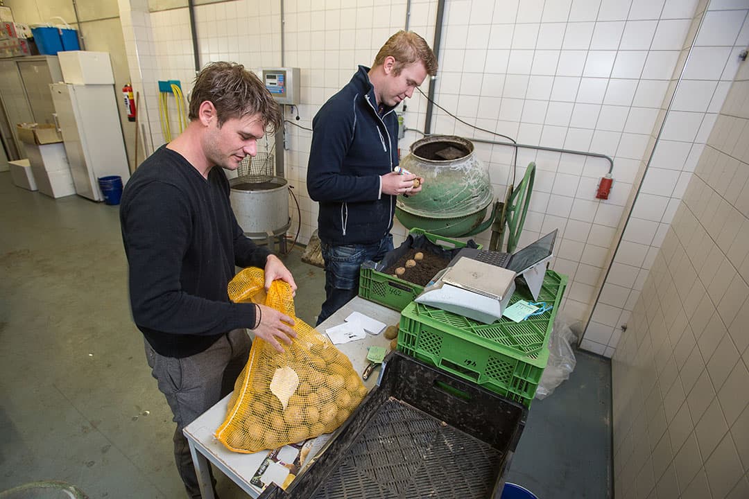De teler krijgt straks een rapport met daarin per sortering het gemiddelde aantal stengels per knol. Ook het gemiddelde gewicht staat daarbij vermeld. Bovendien krijgt de teler een advies over kilo s pootgoed en plantafstand, gebaseerd op het gewenste stengelaantal per hectare.