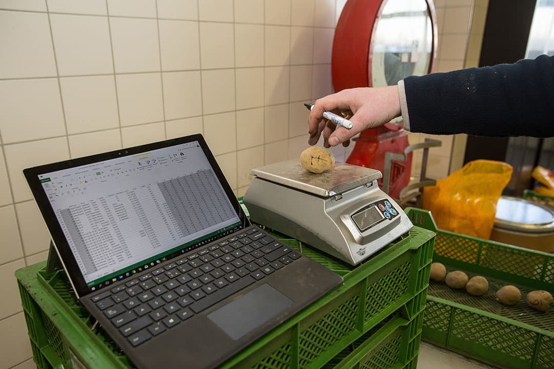 Een medewerker checkt hoe de stengels boven komen en registreert later het aantal stengels per knol. Tellingen in het seizoen tonen aan dat de kiemproeven een realistisch beeld geven van de stengelaantallen in het veld.