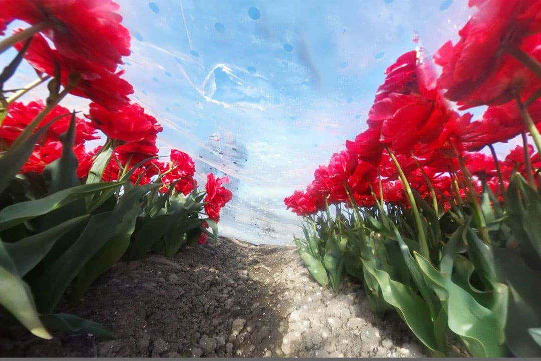 Na machinaal koppen worden de tulpen ook nagekopt met de hand.