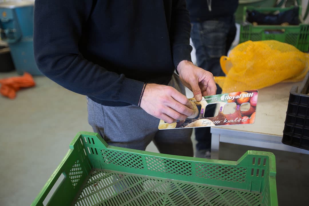 Telers leveren pootgoedmonsters aan voor de kiemproef. Ongeveer 80%, zo'n 45 telers, gaat variabel poten. Anderen hebben geen mogelijkheid daartoe of willen alleen de potentie van de pootgoedpartij weten. - Foto's: Peter Roek