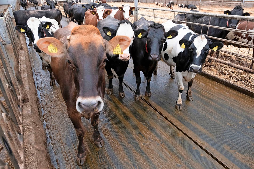 Slager verwacht dat de overstap naar biologisch financieel gezien spannend wordt. Hij anticipeert onder meer door te stoppen met loonwerk. Hij kocht daarom deze balenpers à ¬ 35.000. Slager verwacht minder zware grassnedes met bio en wil dit zelf gaan doen.
