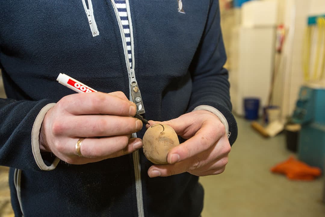 De aardappelen gaan eerst op de weegschaal, zodat het gewicht bekend is. Elke knol wordt apart gewogen en geregistreerd.