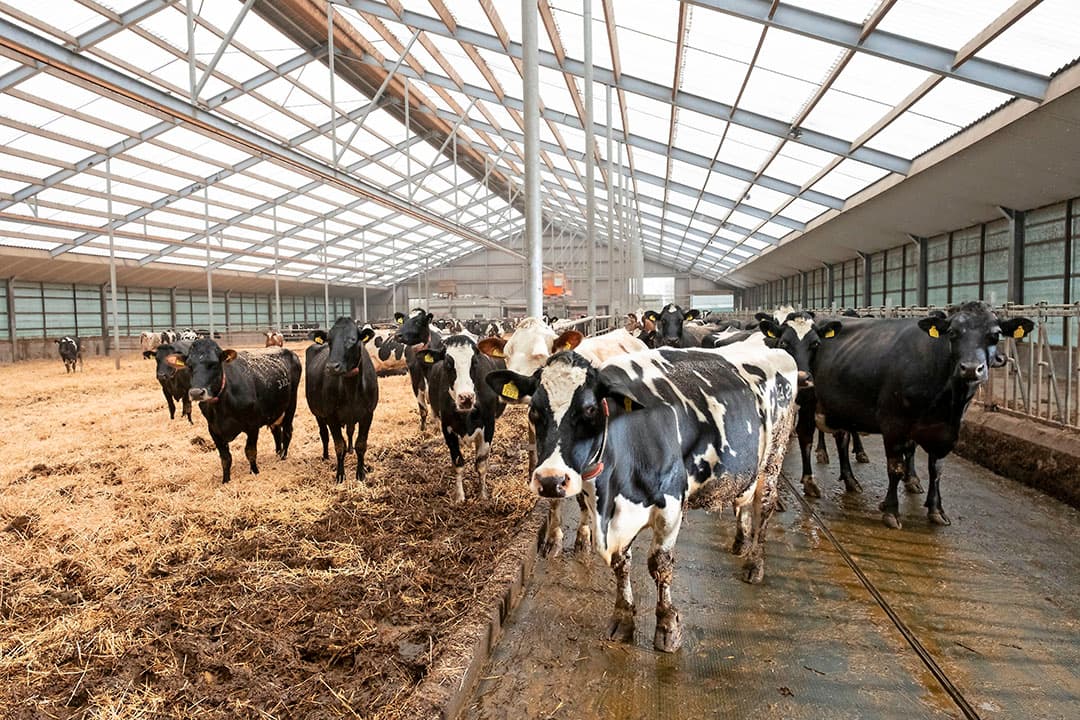 De zorgboerderij van maatschap De Heemen. De ongemakkelijke constatering is dat die zorgboerderij er in deze jaren van fosfaatproblematiek voor zorgt dat de maatschap kan blijven boeren. Tot 2016 was de melkveetak de  geldmaker .