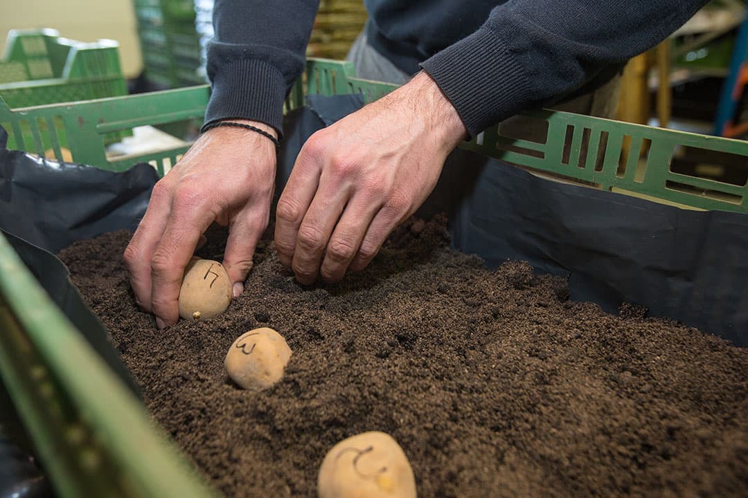 De poters worden in een speciaal mengsel uitgezet. Aan de ideale samenstelling en omstandigheden wordt al een aantal jaren gesleuteld. Informatie hierover wordt daarom niet gegeven.