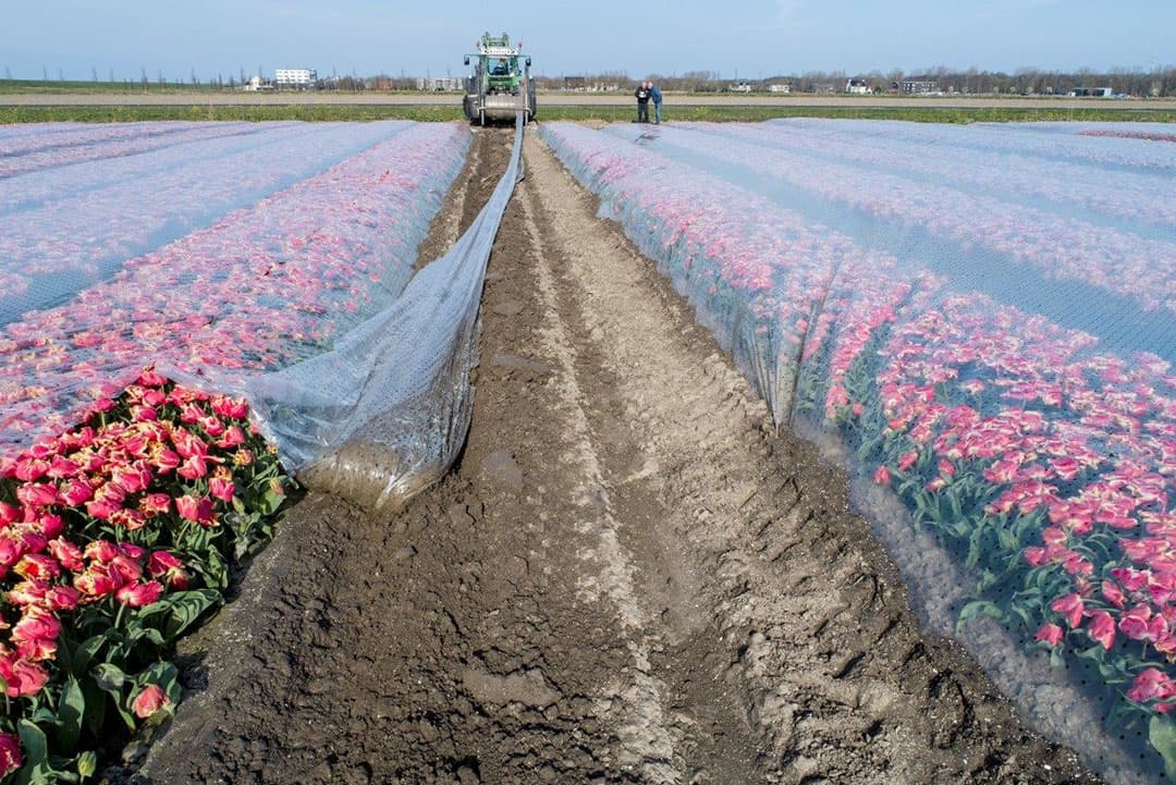Bij Almere Haven zien we een perceel van 14 van de 20 hectare die onder plastic wordt geteeld. Het zijn bollen van 2 telers: Borst bloembollen uit Obdam en Triflor uit Oude Niedorp. De tulpen van Borst worden geteeld in West-Friesland, Flevoland, de Noordoostpolder, Nieuw-Zeeland en Chili. Triflor teelt zo n 100 hectare in Nederland, waarvan een gedeelte rond Oude Niedorp en een gedeelte in Flevoland, alsmede 20 hectare in Zuid-Frankrijk en 100 hectare in Nieuw-Zeeland. - Foto's: Sytze Bakker