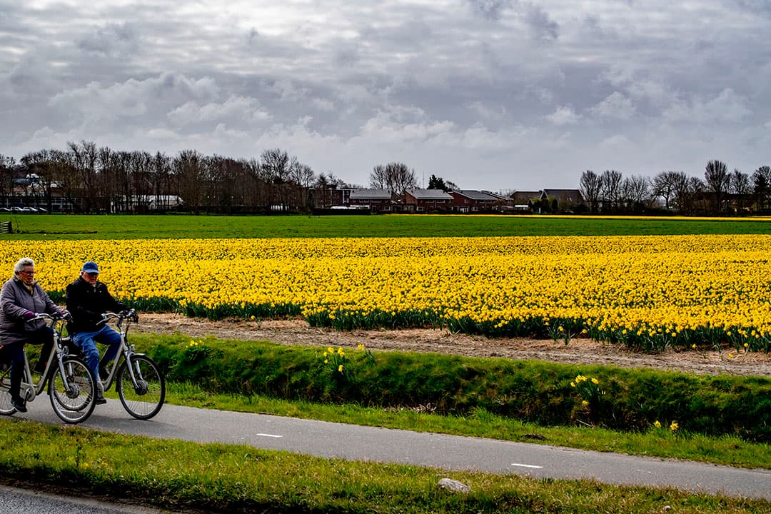 Ook in Lisse kleuren de velden geel, maar in dit geval van de narcissen. - Foto: ANP