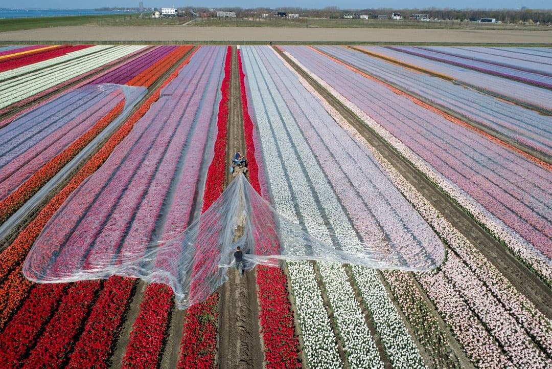 Een kijkje onder het plastic laat zien dat de tulpen ver genoeg zijn om het plastic er af te halen. De bloem moet al redelijk open zijn en dit kan per uur verschil maken.