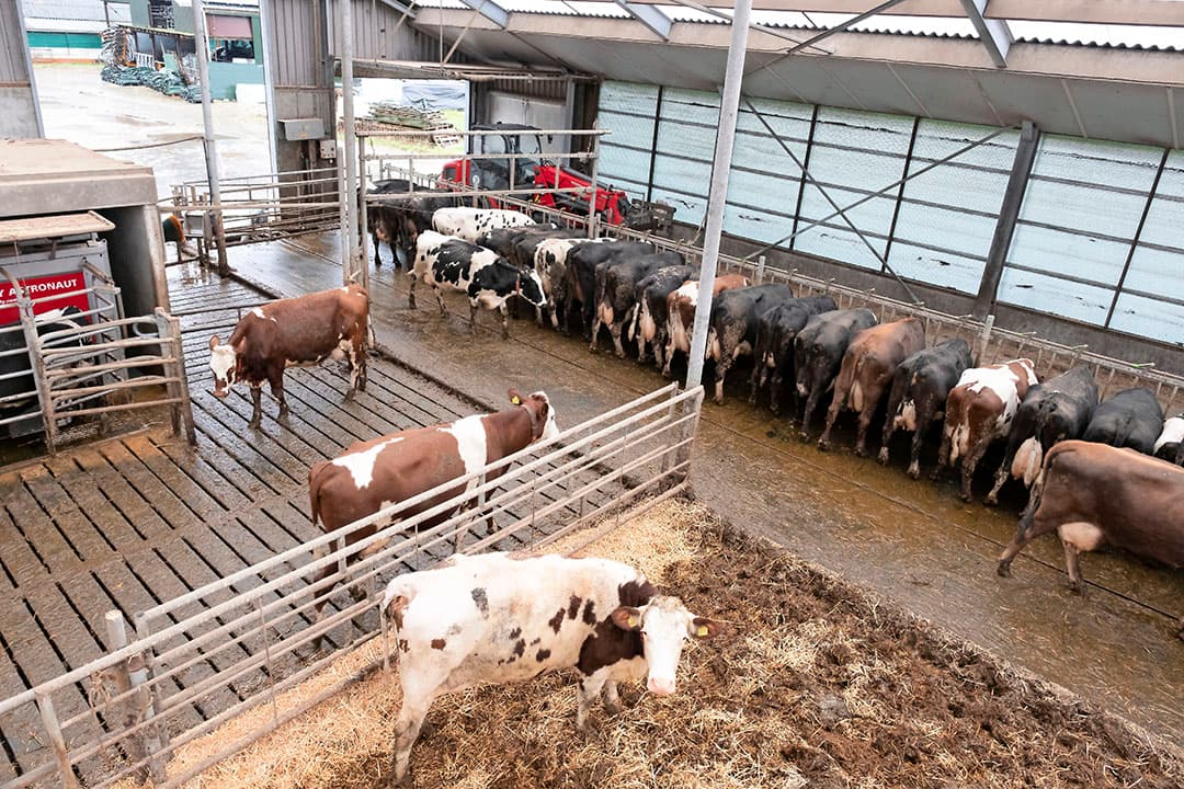 Fosfaat was ook op dit bedrijf een thema. Op de peildatum van 2 juli 2015 had Slager 90 melkkoeien en 55 stuks jongvee. De veehouder kon zodoende niet verder groeien en zijn vrijloopstal vol zetten.